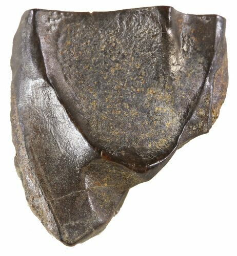 Triceratops Shed Tooth - Montana #59299